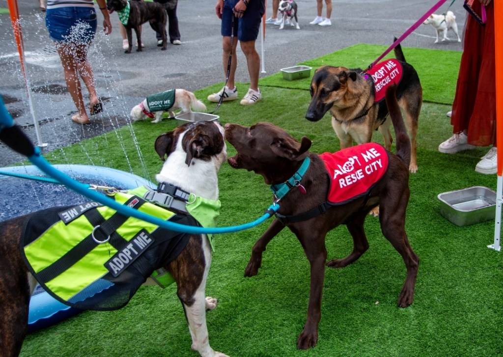 Dogs playing at a recent Pup-up event at Culture Lab.