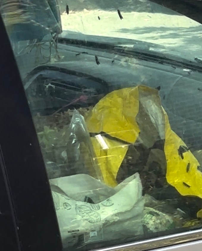 Car infested with black soldier flies on Shore Boulevard.